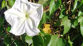 La dama de noche, planta del mes de agosto de La Concepción