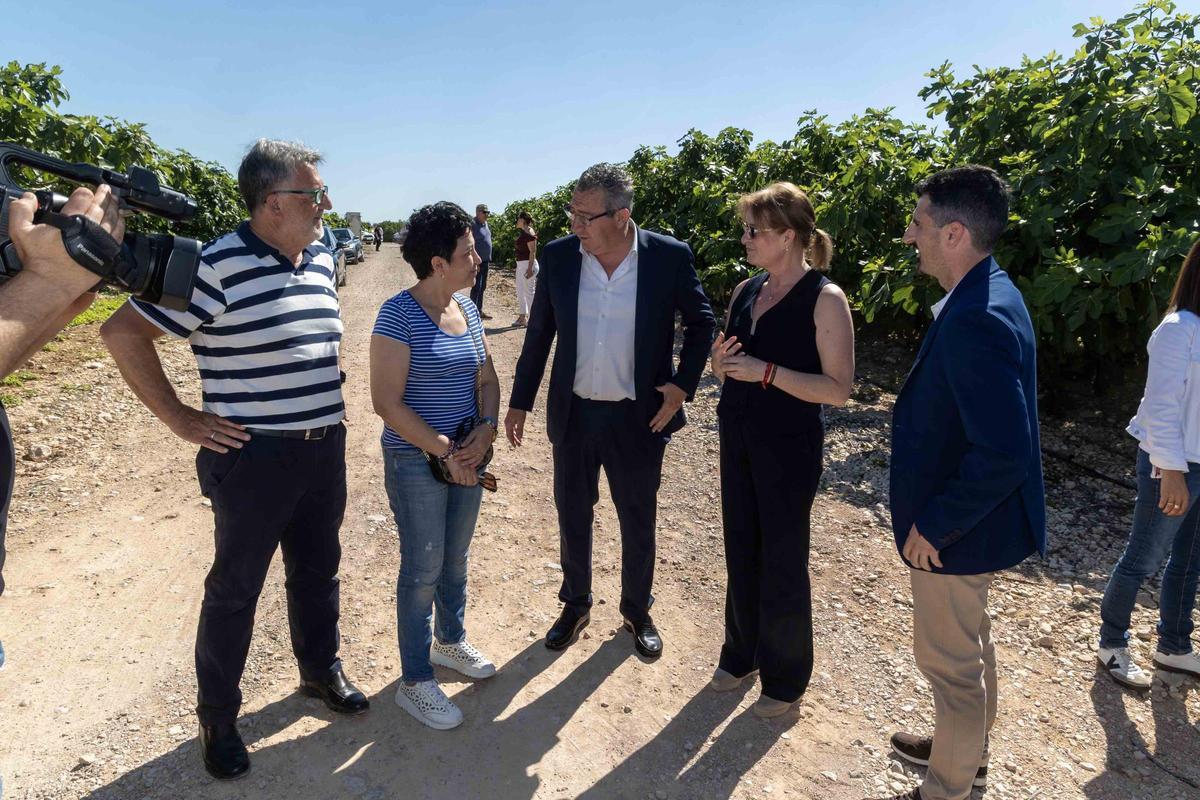 El Corte de la Breva 2026 marca el inicio de la campaña en Albatera