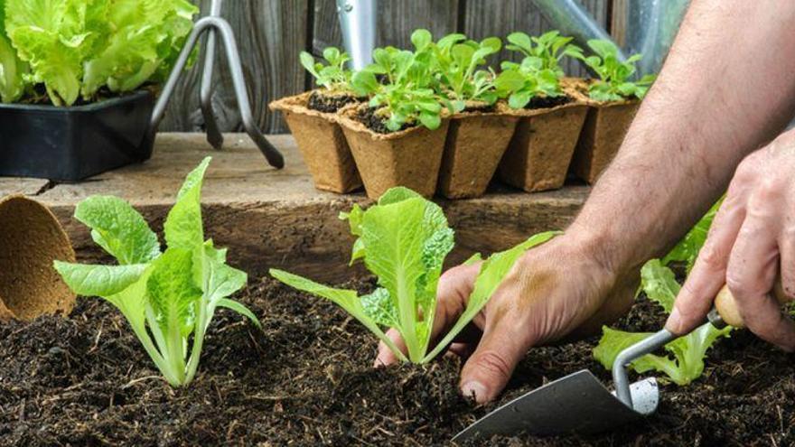 Mayores y jóvenes comparten agricultura ecológica en Onda