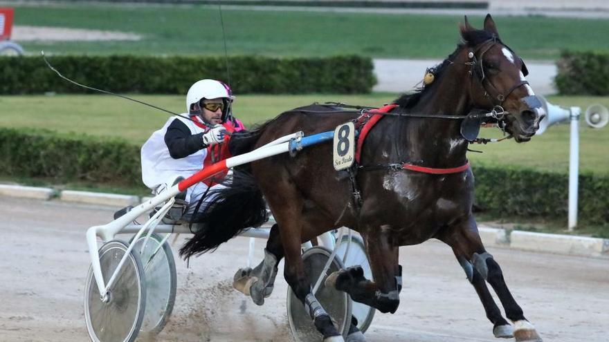 El caballo francés Bomoritius Ringeat en una de sus victorias en el Hipòdrom Son Pardo.