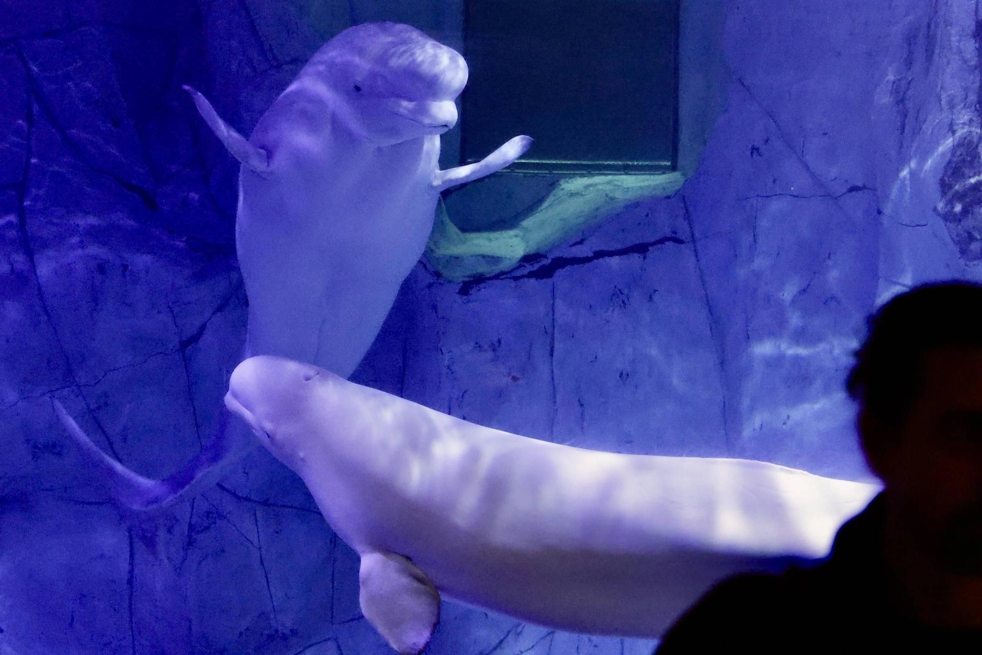 Las cuatro belugas del Oceanogràfic ya nadan juntas en València