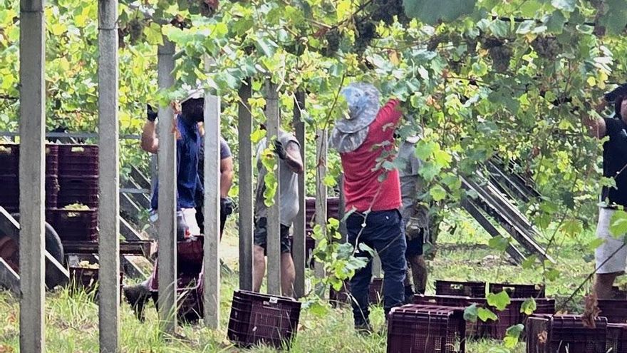 La vendimia 2024 en O Salnés.