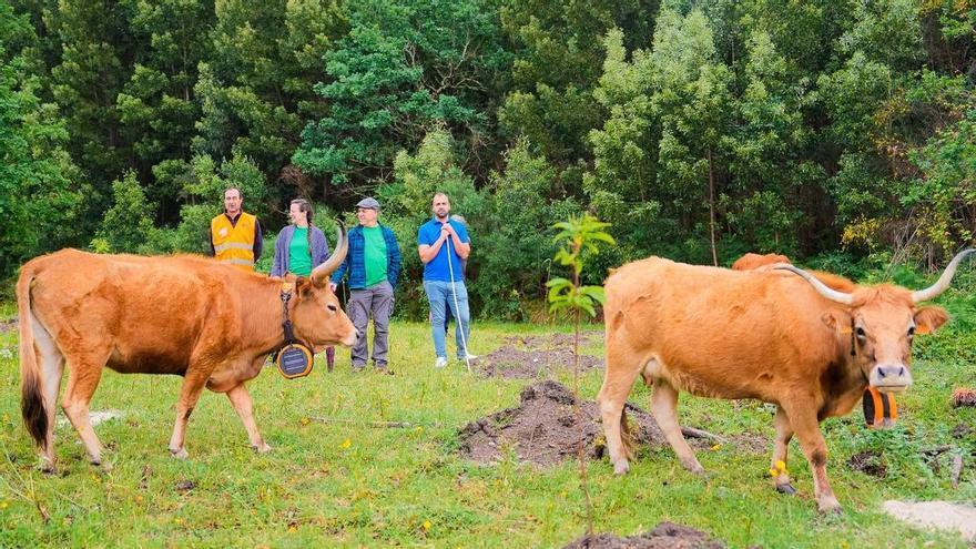 Cachenas contra el fuego en Couso