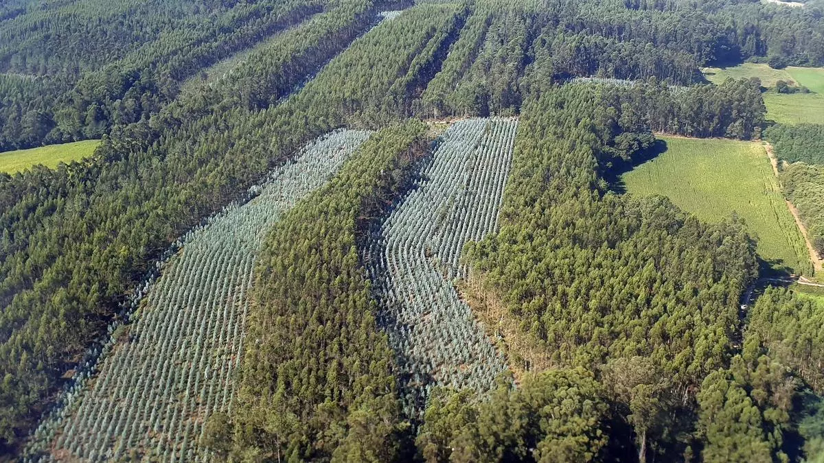 Más de la mitad de los dueños de eucalipto son pensionistas, viven fuera de Galicia o han muerto