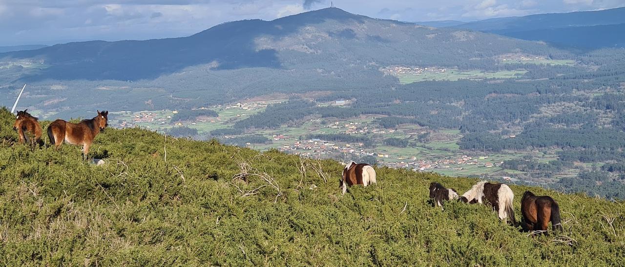 Caballos en Xiabre, con un pequeño potro entre ellos.