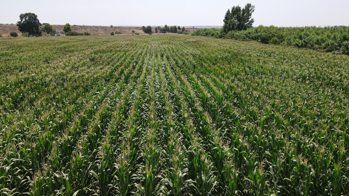 La producción de arroz alcanza la mayor producción de los últimos 20 años