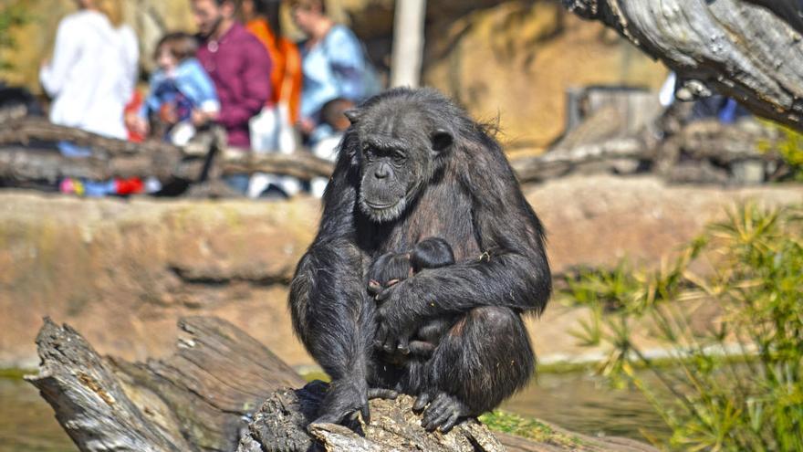 El Bioparc elimina el plástico de sus envases y protege la alquería valenciana