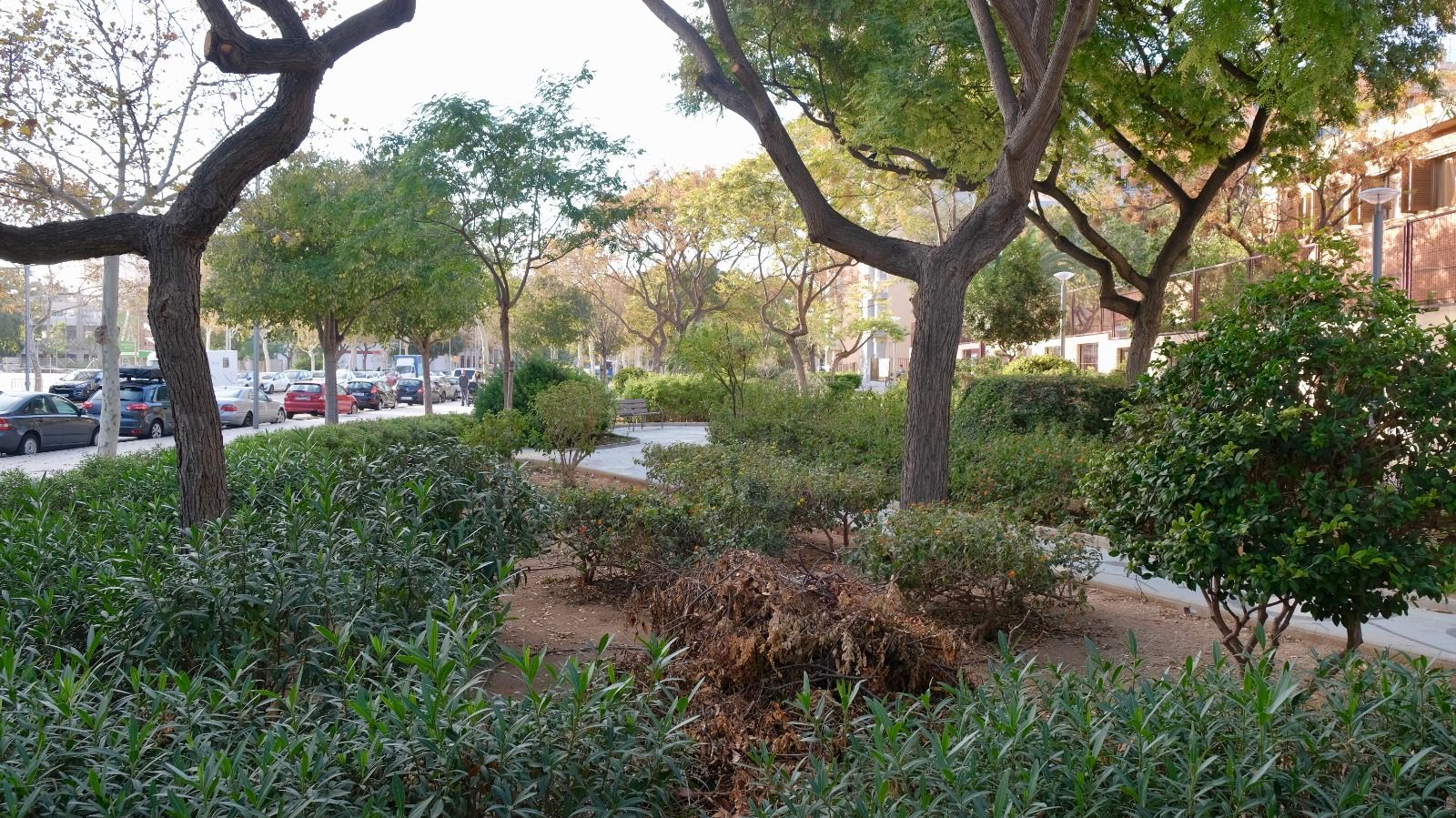 FOTOS: Así era el jardín de los dragones de Palma, en Nou Llevant, y este su aspecto de abandono de hoy