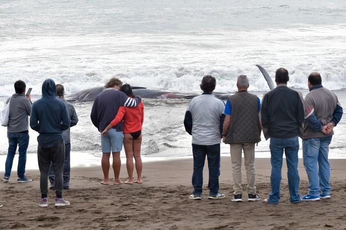 02-02-2019 TELDE. Cachalote muerto varado en la playa de Melenara. Fotógrafo: ANDRES CRUZ