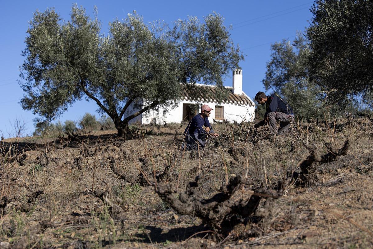 La práctica totalidad del trabajo en la finca se hace de forma manual.