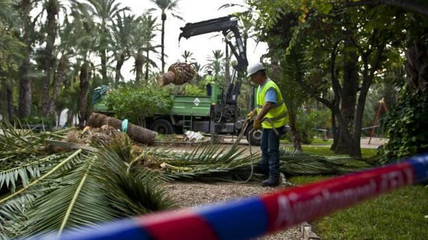 Tala de una palmera afectada por el picudo rojo en el Parque Municipal.