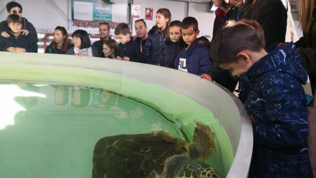 Quinze anys de «l’hospital de tortugues» de l’Oceanogràfic