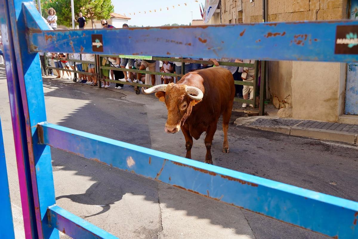 GALERÍA | Emoción y riesgo en el encierro de La Bóveda de Toro
