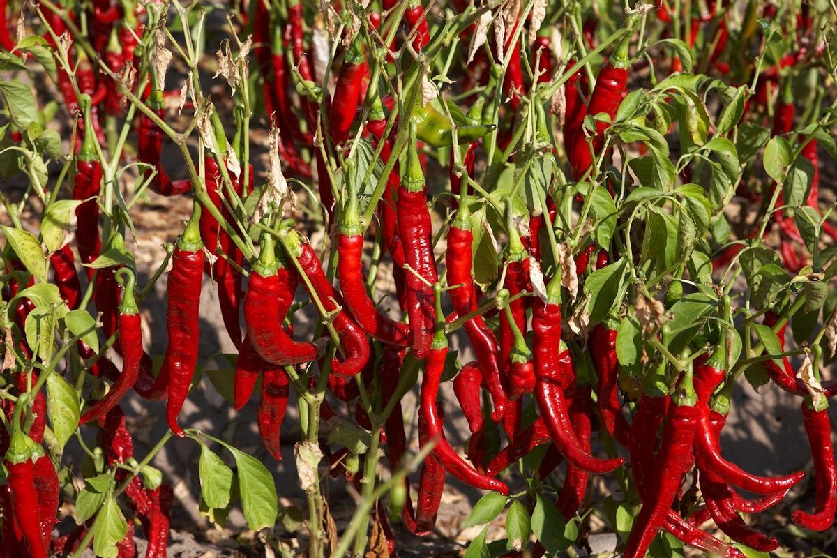 Pimientos cultivados en La Vera.