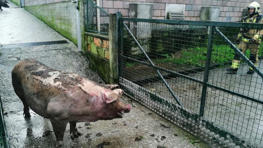 Más de 100 cerdos mueren en un incendio en una explotación de A Estrada