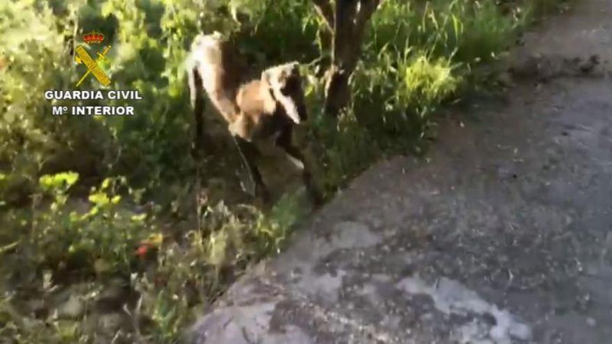 La Guardia Civil recupera dos perros que habían sido robados de una caseta de campo en Monzón