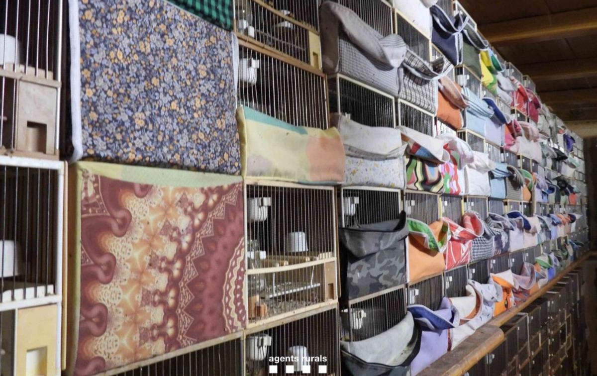 Catalunya pretén frenar el tràfic il·legal d’ocells cantaires