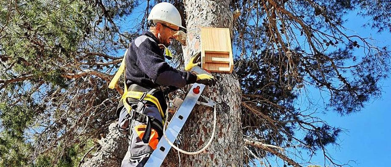 Instalación de las cajas en El Recorral.