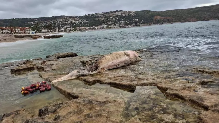 El mar saca en Xàbia un calderón gris muerto (vídeo)