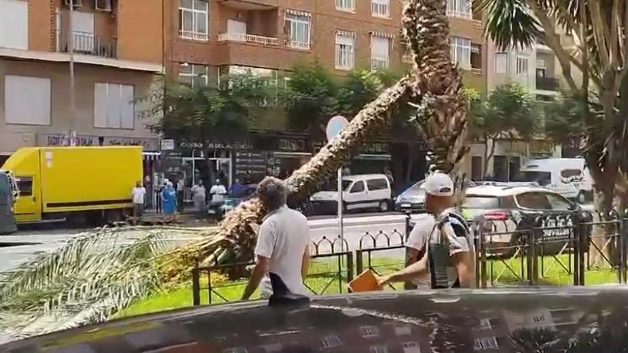 Cae una palmera en mitad de la carretera de la avenida San Vicente Ferrer, en Crevillent