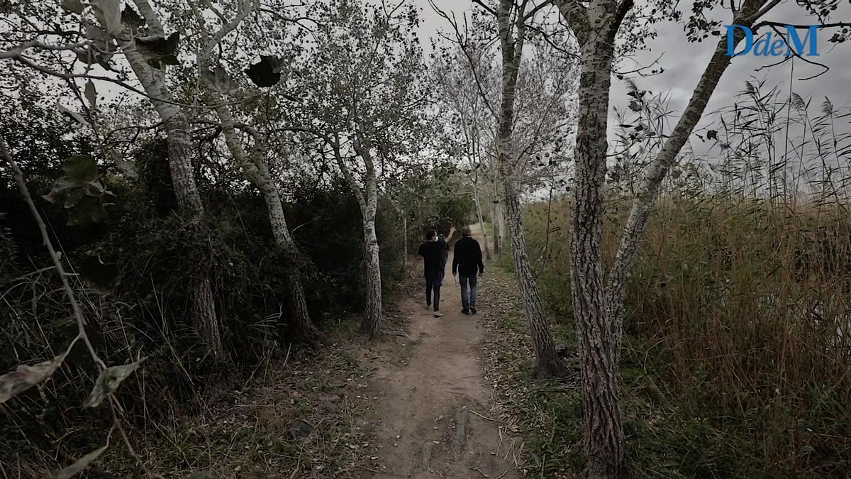 Aparecen los primeros brotes verdes en s'Albufera