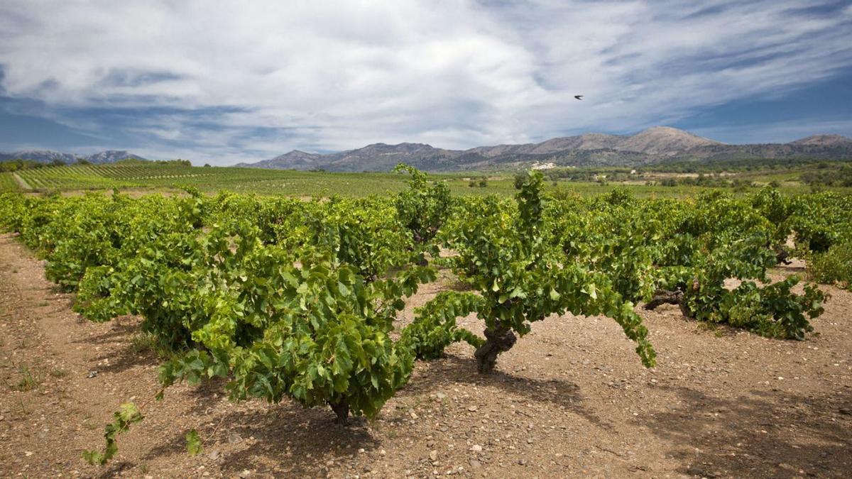 Les vinyes del Celler, situat a Garriguella, conformen un paisatge espectacular