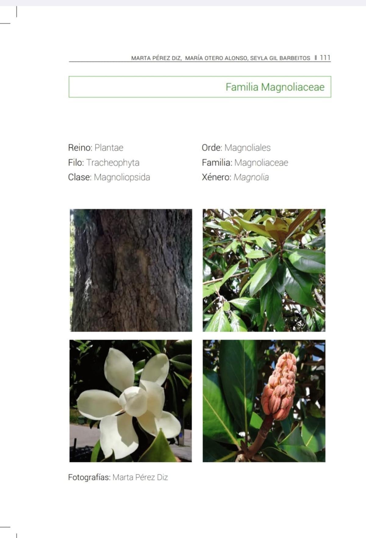 Fotos de magnolias incluidas en la guía.