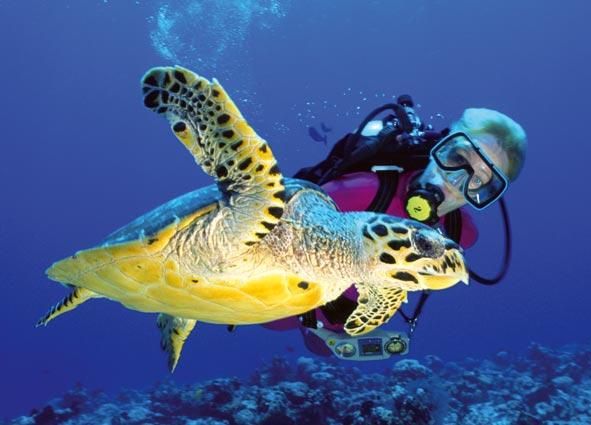 tortuga