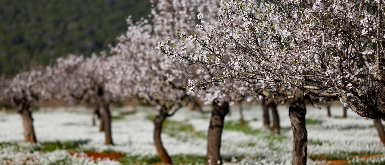 Almendros en el Pla de Corona.