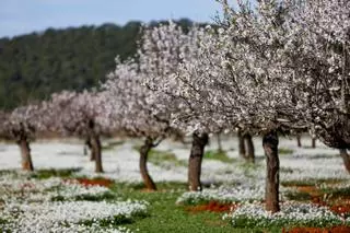 Menos almendra que nunca en Ibiza (y no es por vecería)