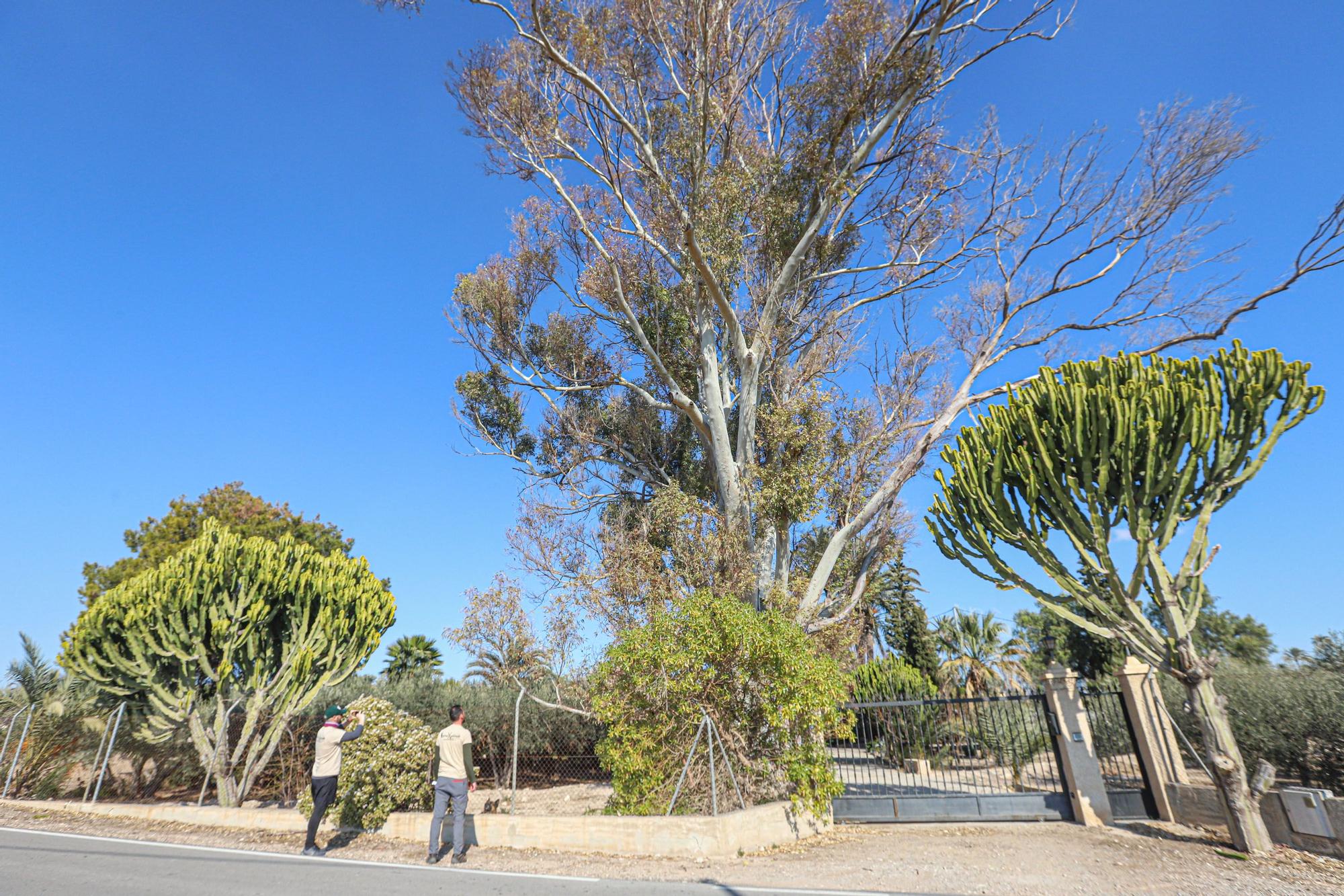 Eucalipto protegido. Es uno de los siete árboles con protección autonómica en Elche. Su copa es de más de 25 metros. Está en una finca de Atzavares.