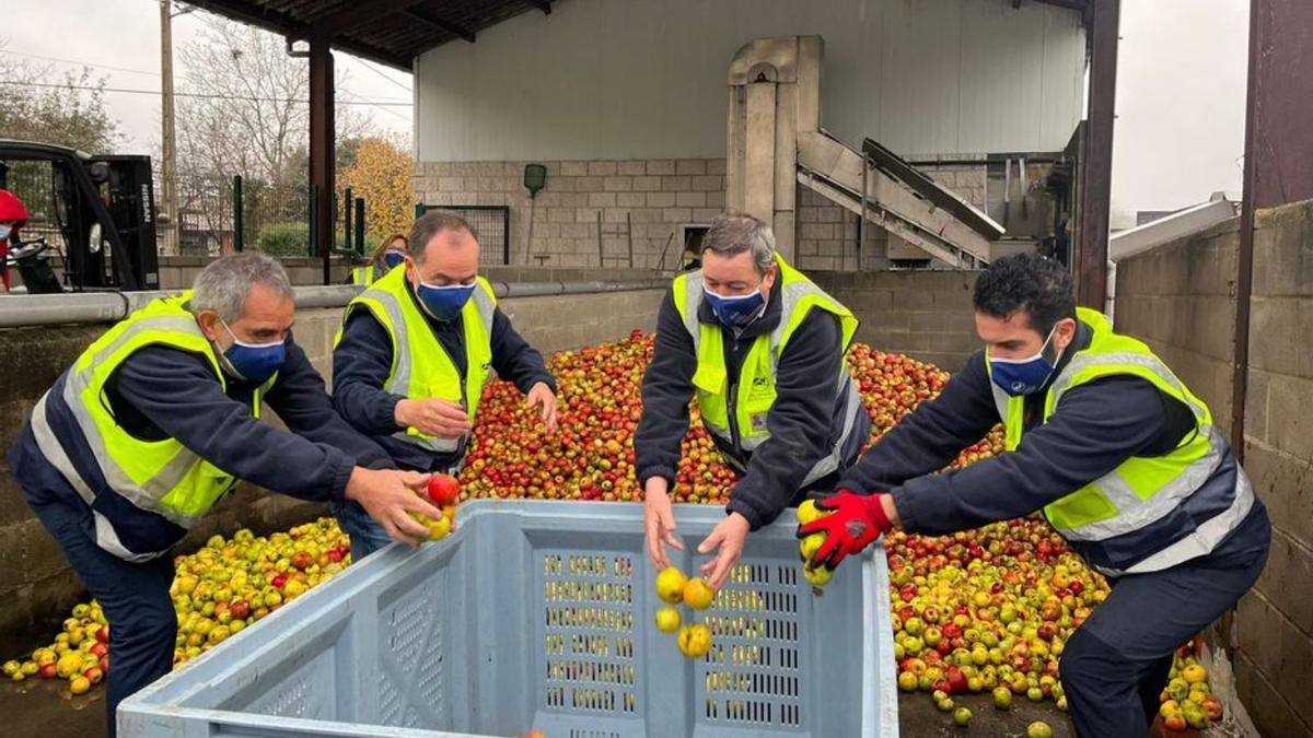 Un grupo de voluntarios recogiendo manzanas. 