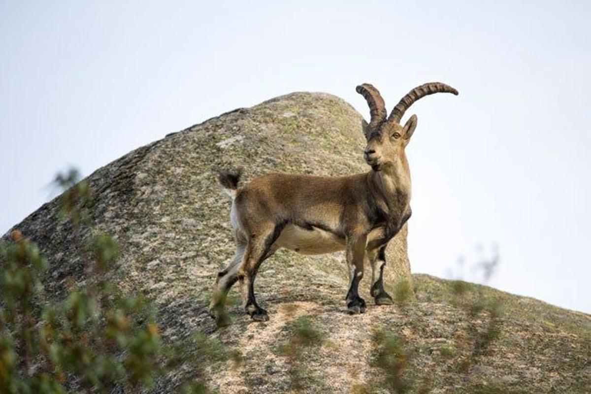 Garganta de la Camorza