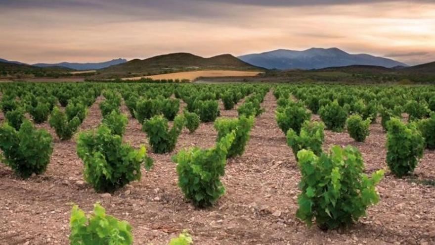 Campo de Borja, pionera en Europa con su proyecto para recuperar garnachas