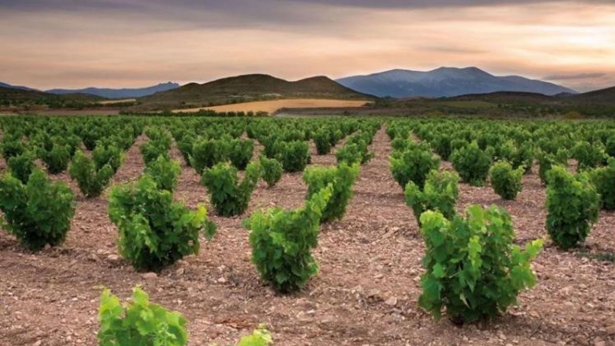 El proyecto Garnachas Históricas reivindica uno de los grandes atractivos de Campo de Borja.