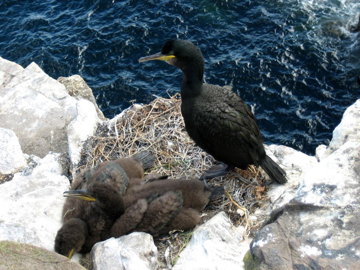 El cormorán moñudo anida en los acantilados de las Illas Atlánticas de Galicia
