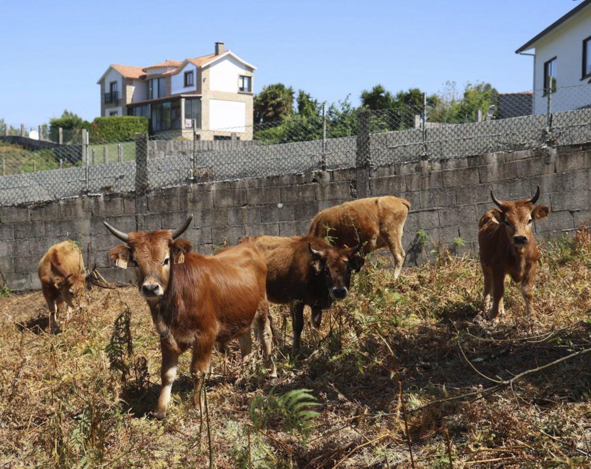 Las vacas incorporadas más recientemente, aún en una finca privada. | GUSTAVO SANTOS