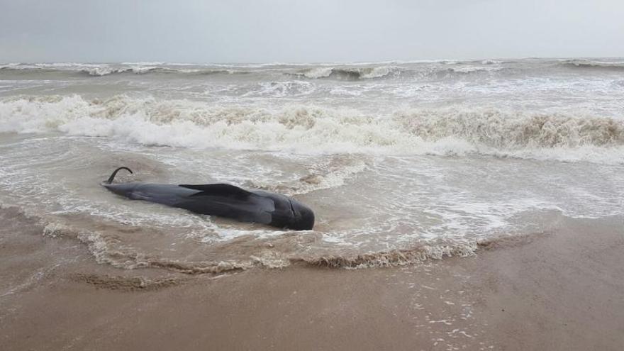 Aparece muerto un calderón gris de 5 metros de longitud varado en una playa de Dénia