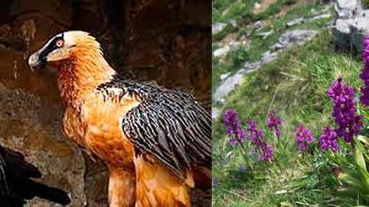 Especies de fauna y flora en el Parque Natural de los Picos de Europa