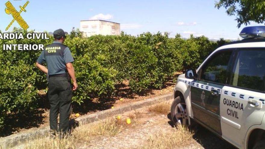 Estafa en la compra de 61.700 kilos de naranjas