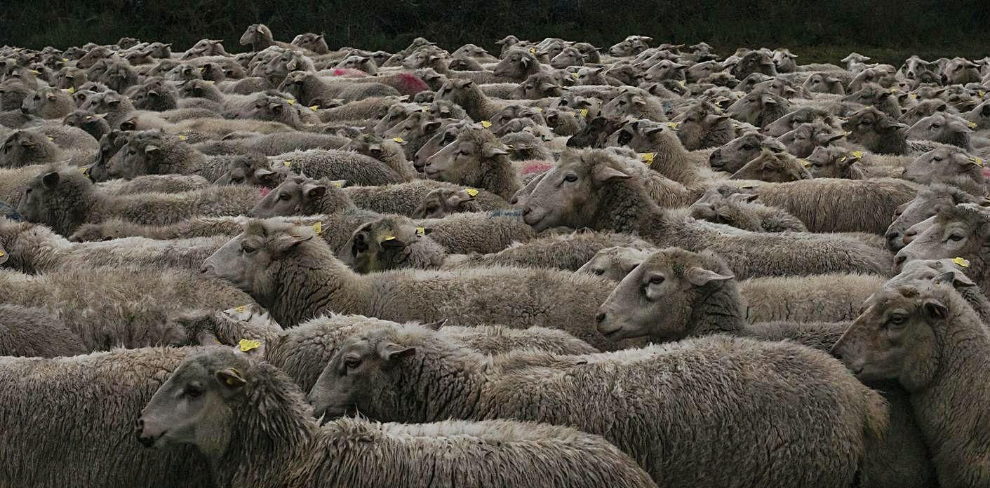 Un grupo de ovejas en un prado