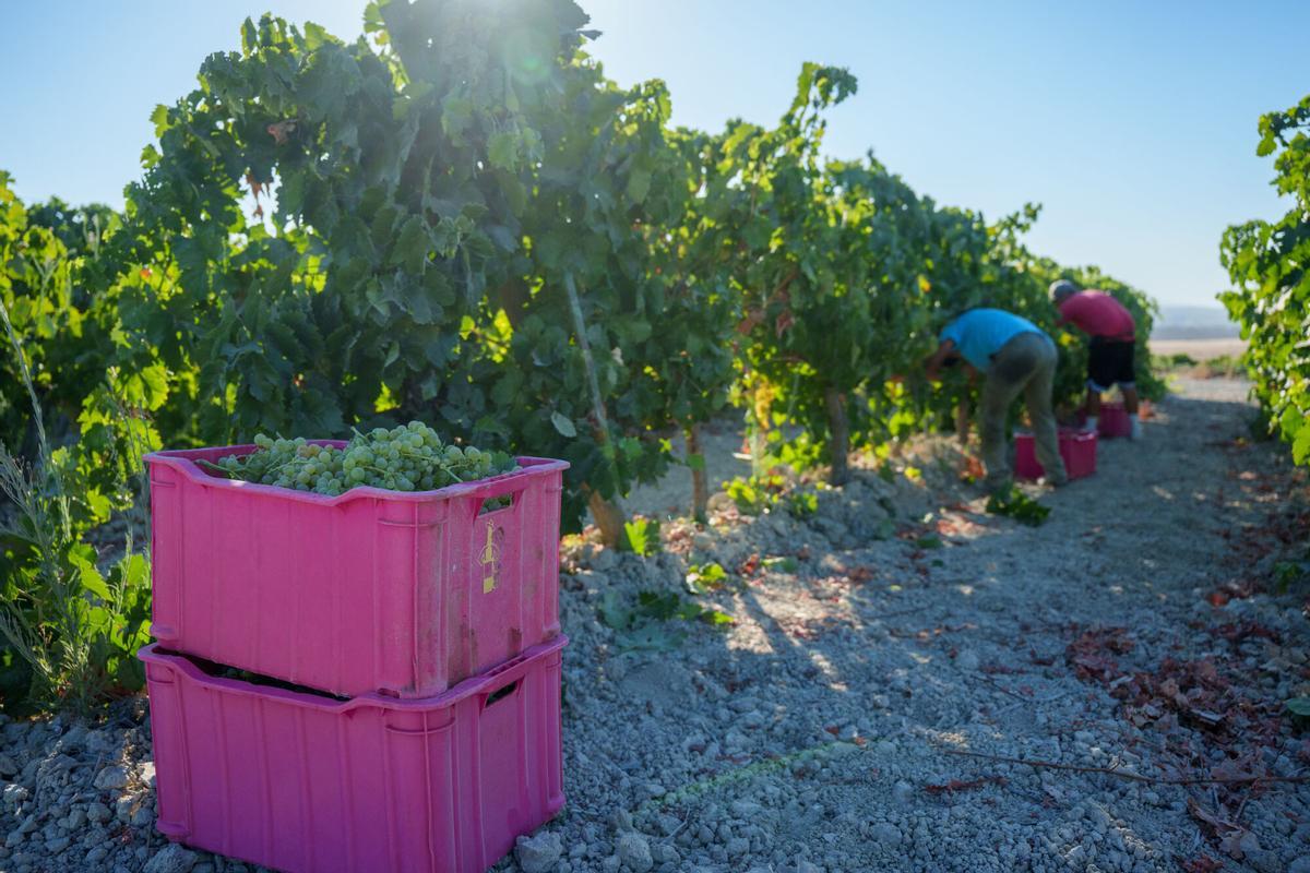 Recogida de la uva en La Rioja, que se ha adelantado por las altas temperaturas de este verano.