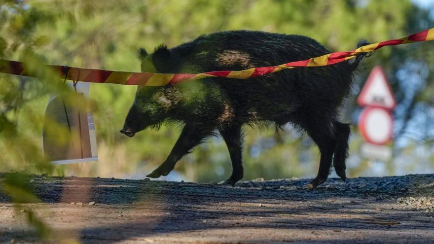 Un senglar per la serra de Collserola, l’11 de desembre passat. | ENRIC FONTCUBERTA / EFE