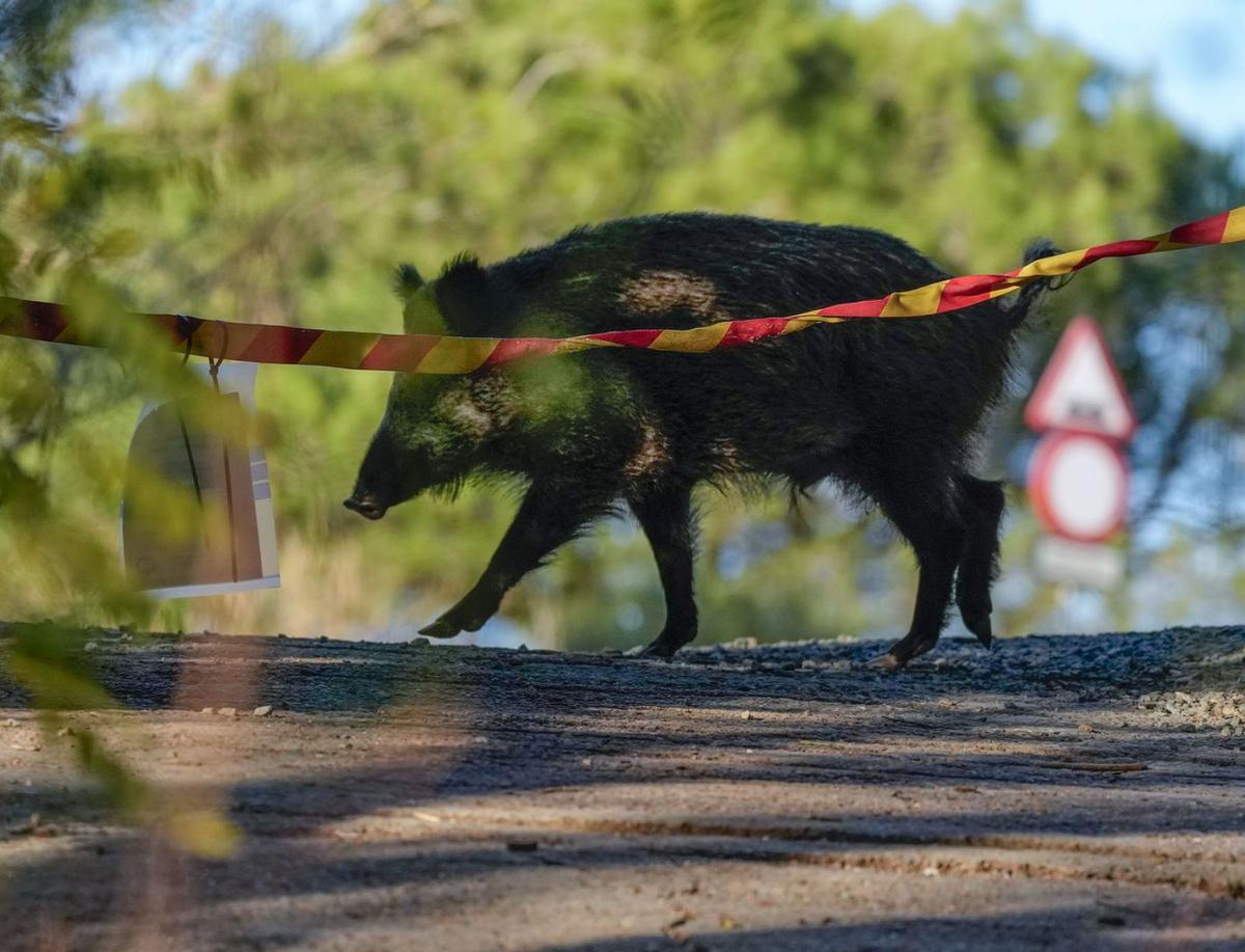 La baixa càrrega viral dels senglars morts va alentir l’expansió de la pesta porcina