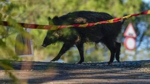 La baixa càrrega viral dels senglars morts va alentir l’expansió de la pesta porcina