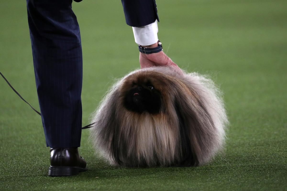 145è Westminster Kennel Club Dog Show