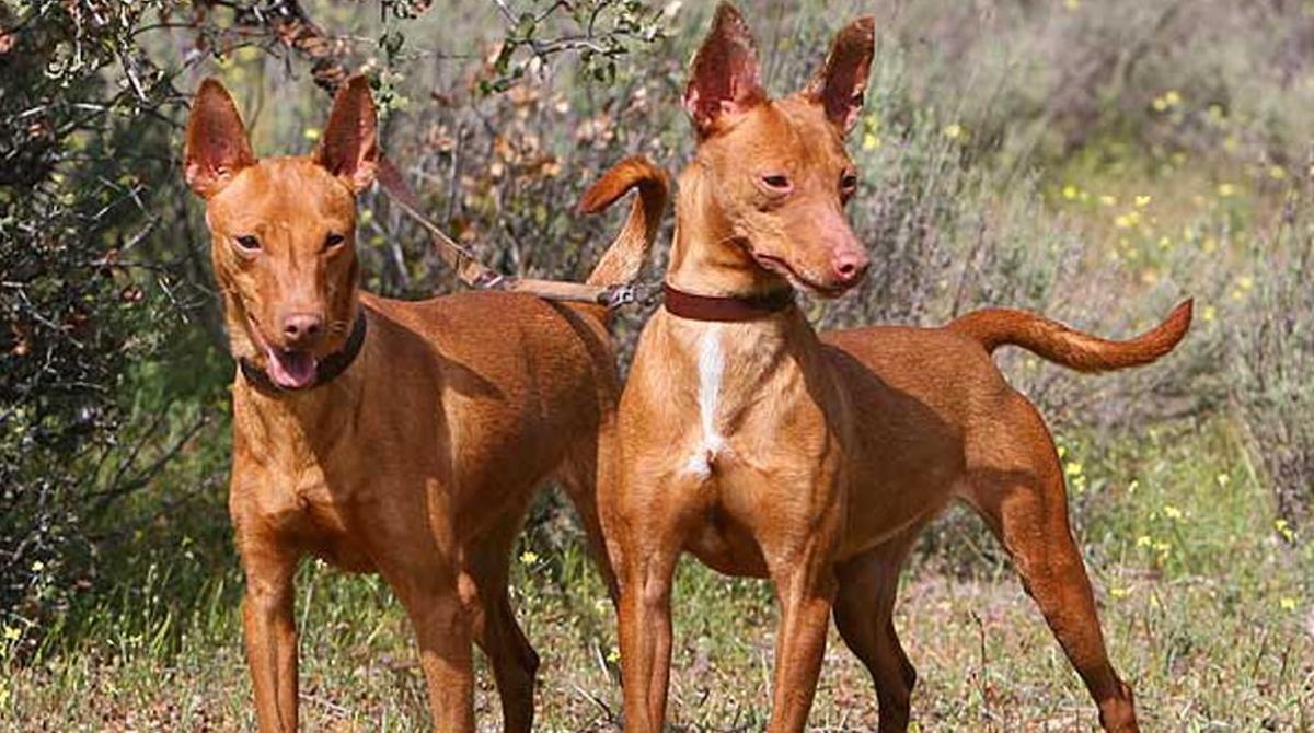 XIX Monográfica del Podenco Andaluz y Maneto 2026, en Cuevas de San Marcos