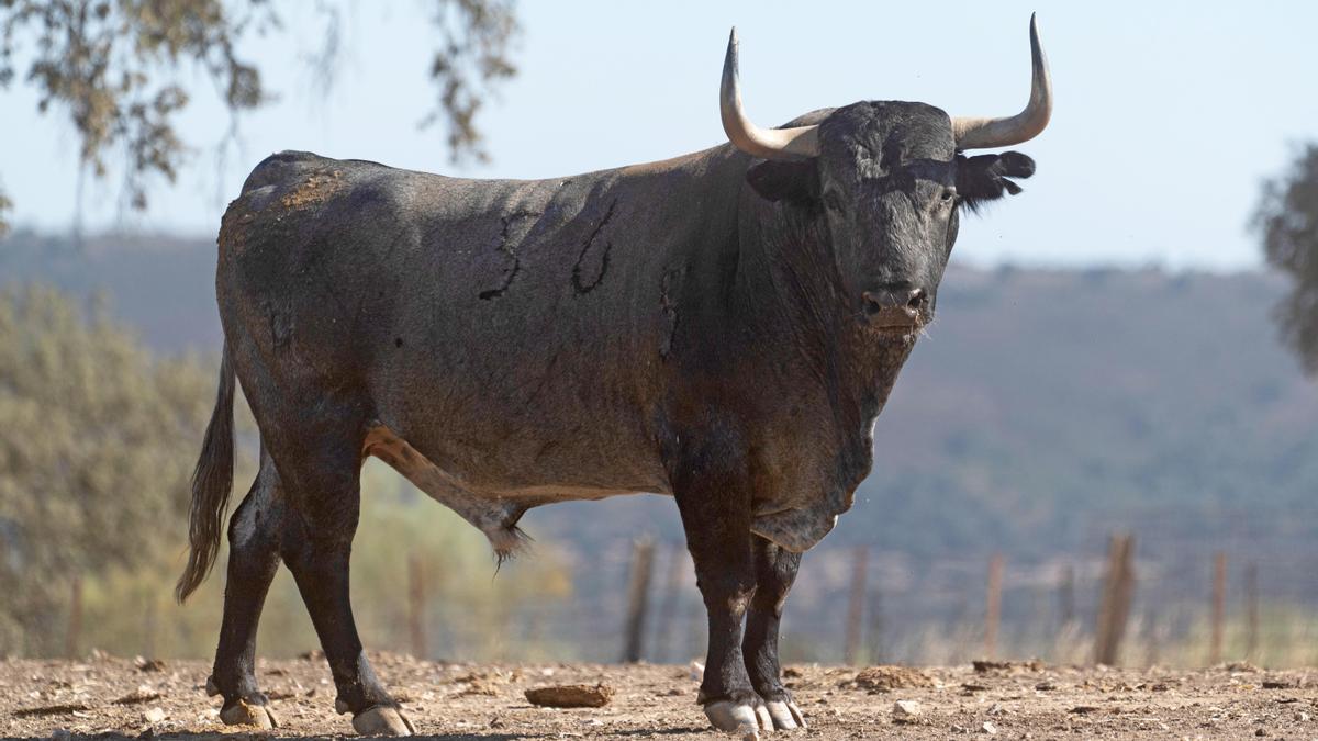 &#039;Paquetero&#039;, herrado con el número 56, es el imponente toro de Victorino Martín para la final de Castellón a la que accederán los cuatro mejor clasificados en las rondas anteriores.