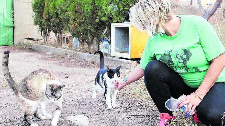 Vila-real lleva a pleno su plan para regular las colonias de gatos