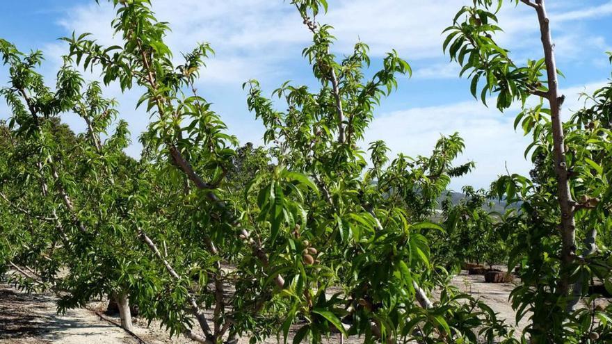 Las cooperativas agrarias reclaman adaptar los seguros agrarios a la realidad del sector